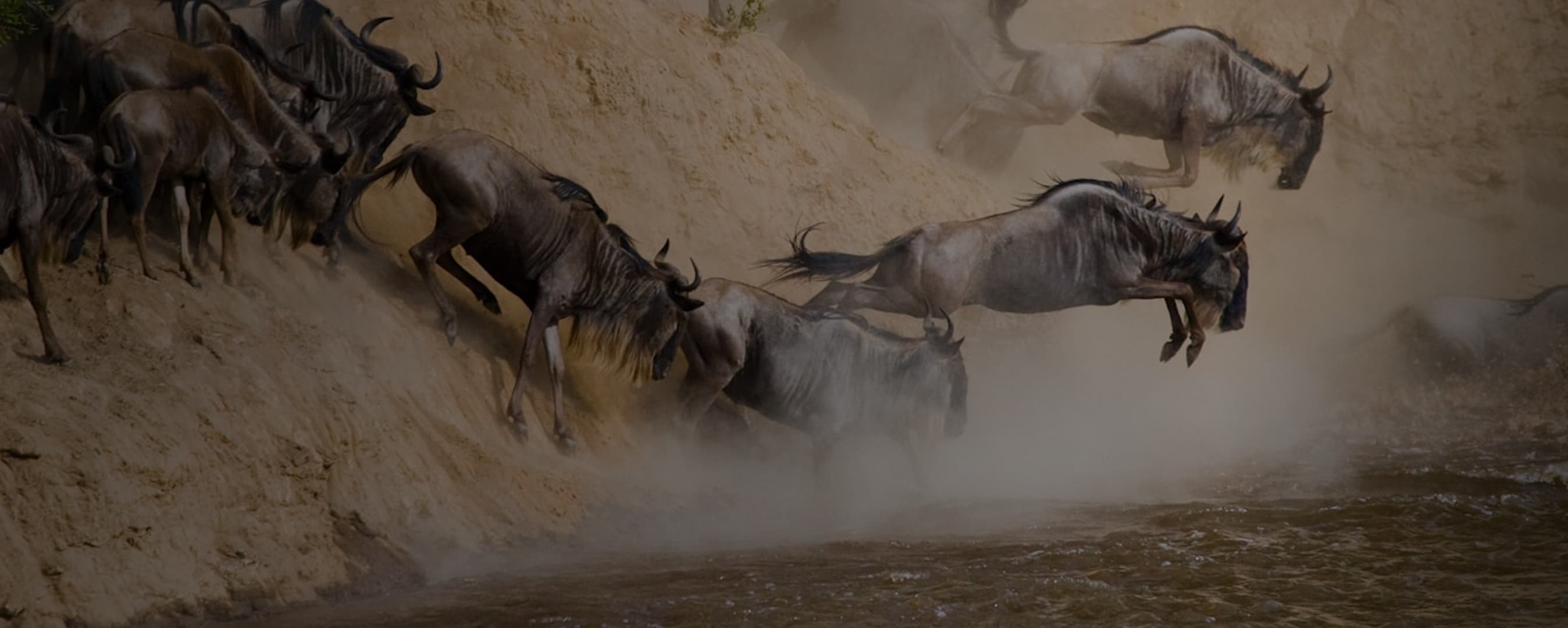 Hippos resting in a calm river in the African savannah.