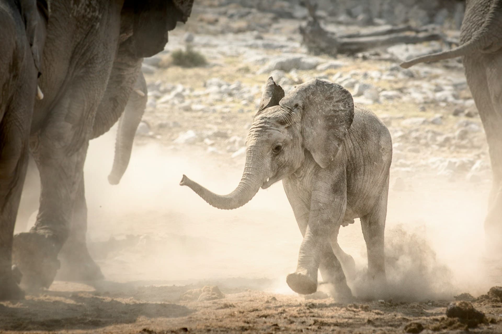 A baby elephant walking close to its mother in the African savannah.