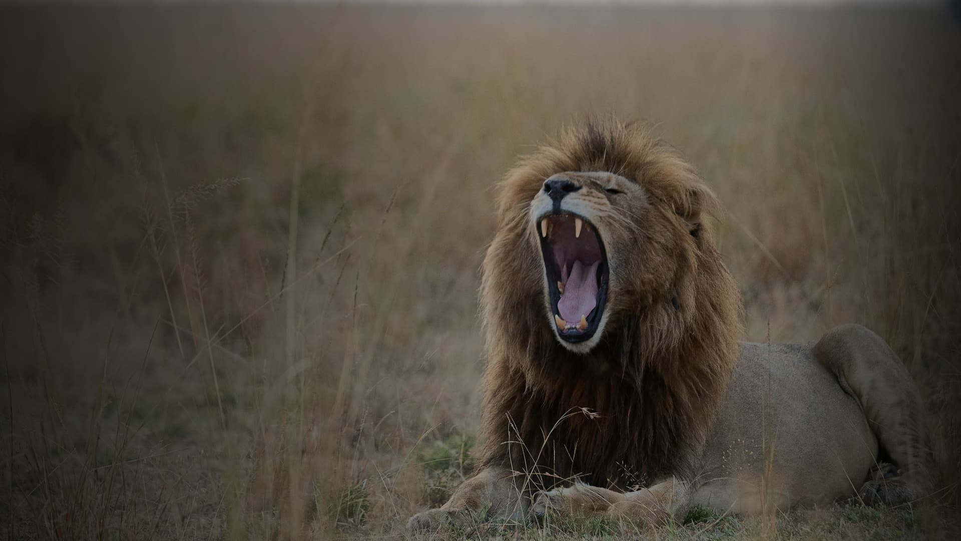 A lion yawning on the savannah.
