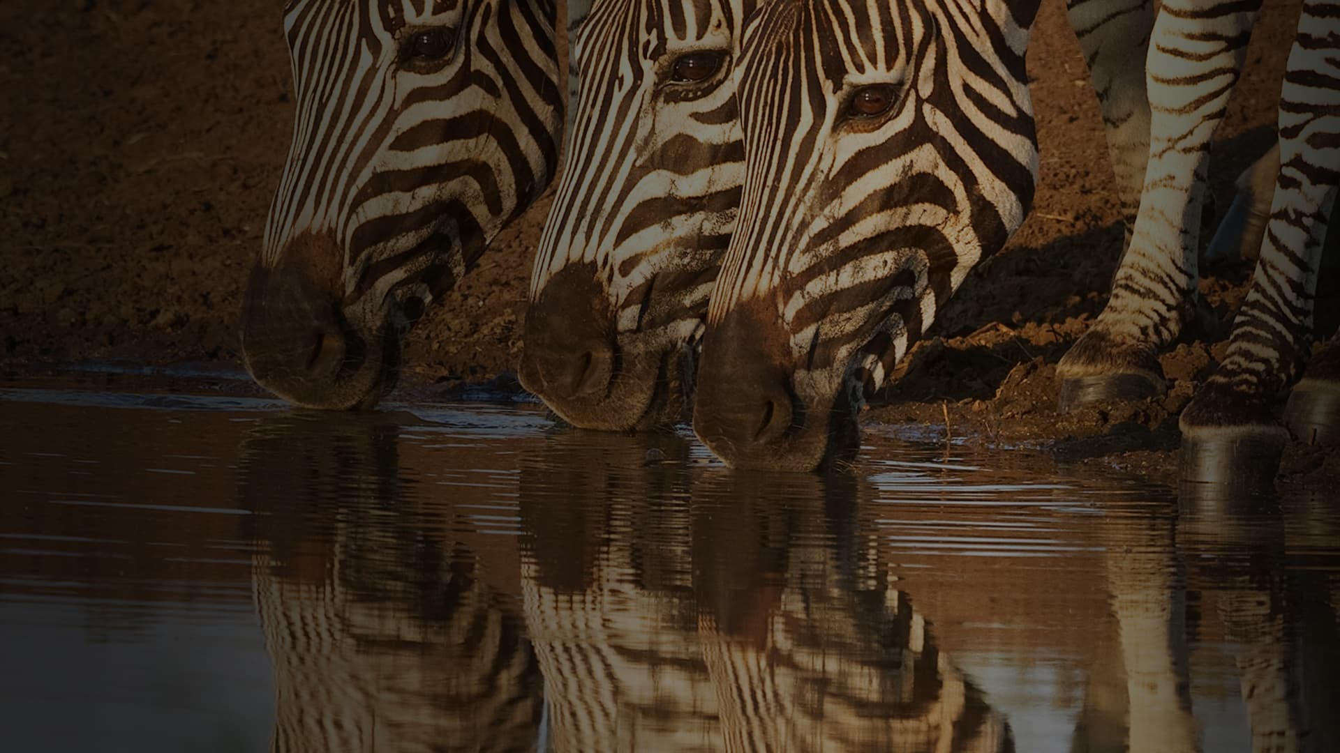 Zebras drinking at a waterhole in the African savannah during dusk.